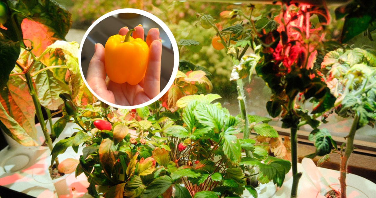 Kupiłam ogród do mieszkania. Wyrosła jedna papryka