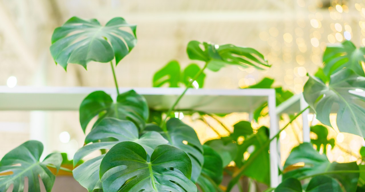 Trik na gęstą monsterę. Przestanie niepotrzebnie rosnąć tylko w górę