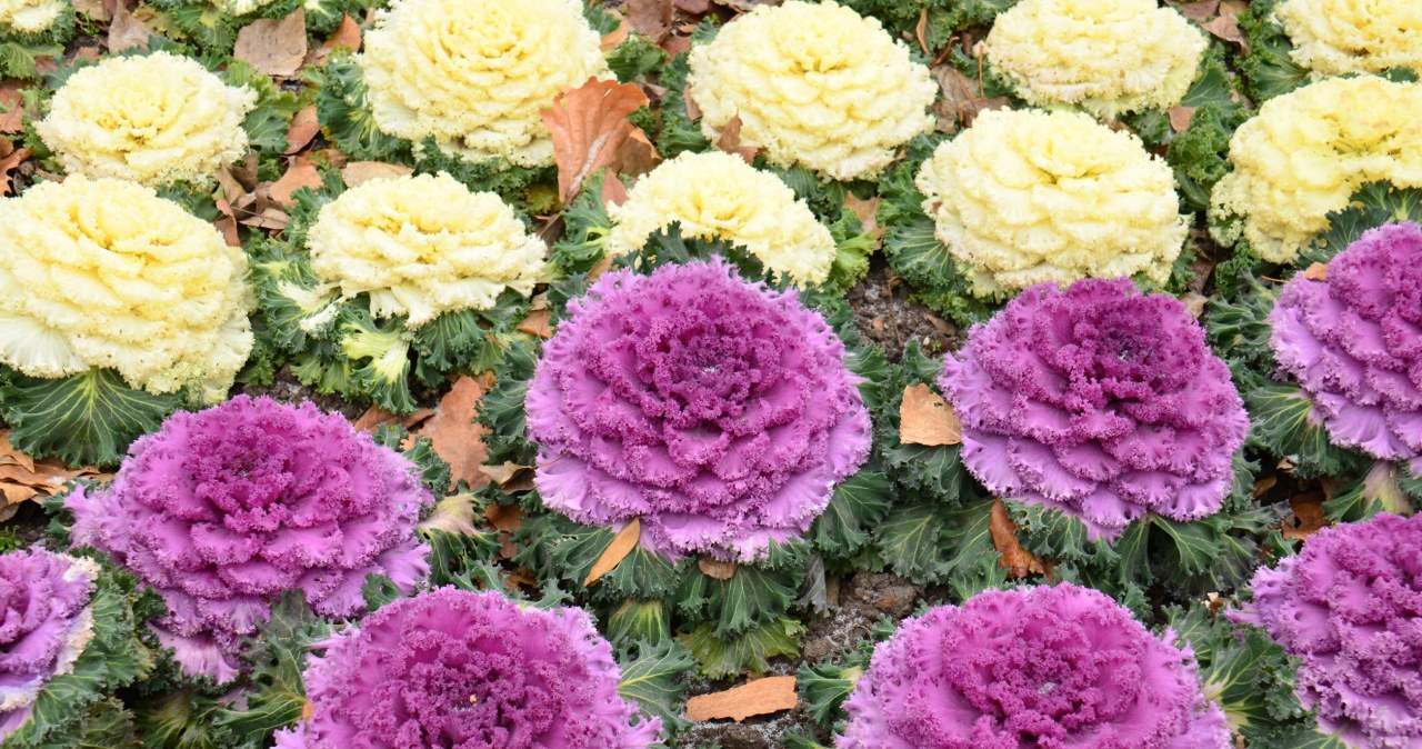 Żelazna roślina na cmentarz. Odpornością bije chryzantemy na głowę