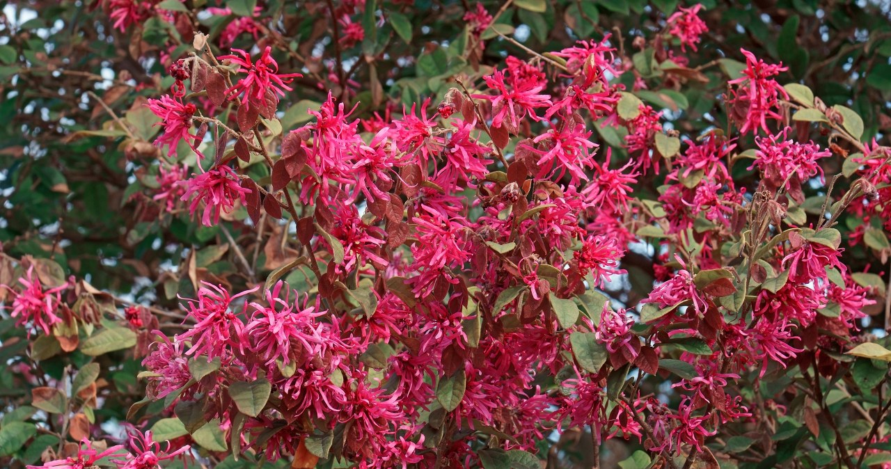 Posadź w październiku. W zimie będziesz mieć konfetti na balkonie
