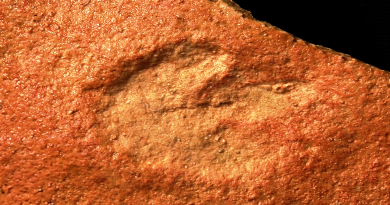 Na plaży w Darłowie odkryto ślady wyjątkowego dinozaura