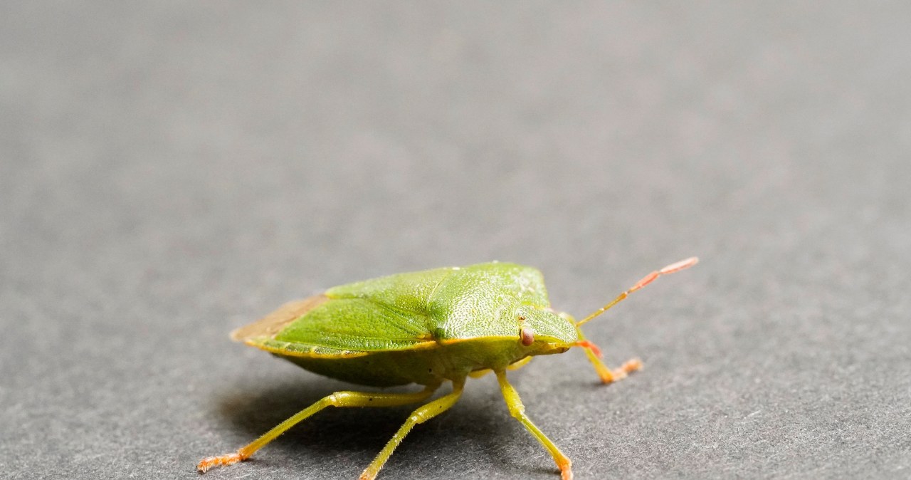 Ten śmierdzący owad już wlatuje do domów. Tak go wypędzisz