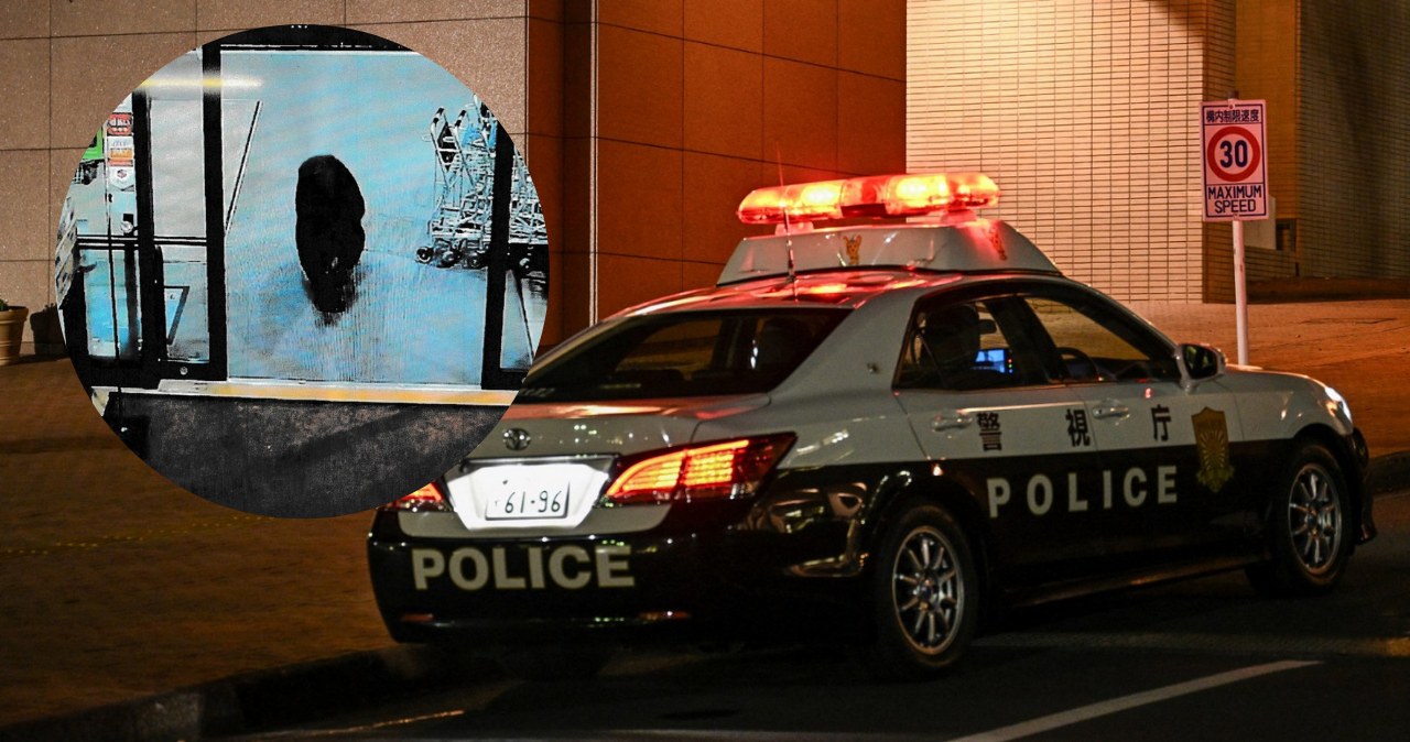 Kolejne atak niedźwiedzi w Japonii. Jeden wtargnął do supermarketu