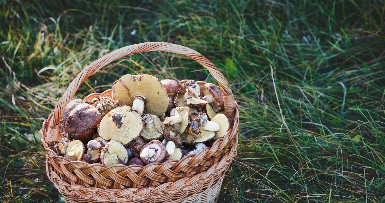 W tych lasach zaczęły się kontrole. Możliwe słone mandaty za grzybobranie