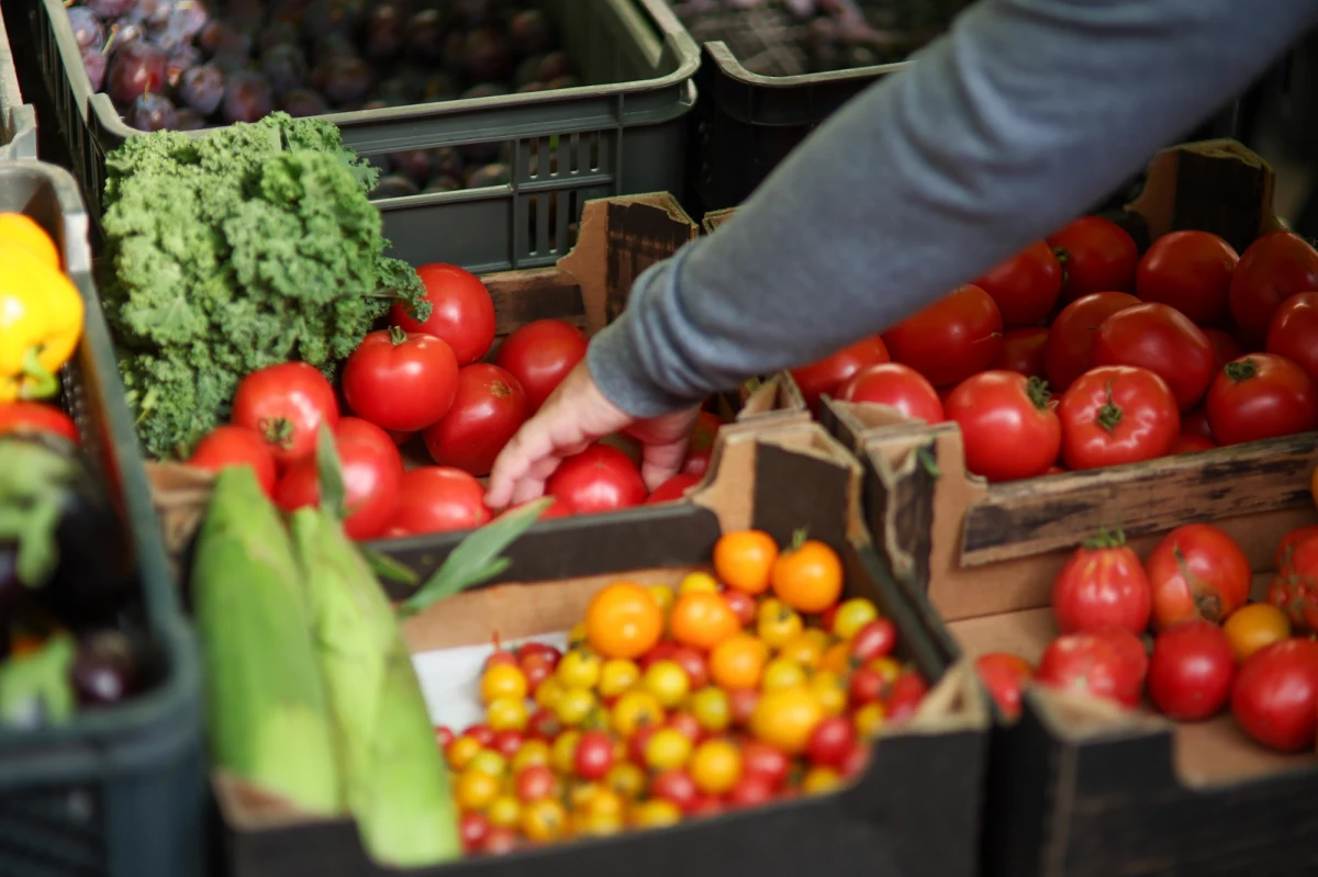 Tegoroczny sezon zbiorów owoców i warzyw przyniósł wyraźny wzrost plonów, co odczuwają zarówno konsumenci, jak i rolnicy. Na największym krajowym rynku hurtowym w Broniszach widać wyraźne ożywienie, a ceny wielu warzyw i owoców spadły w porównaniu do zeszłego roku. Jednak za sukcesem obfitych zbiorów kryją się poważne wyzwania: nadpodaż, presja importowa oraz niskie ceny, które stawiają polskich producentów w trudnej sytuacji.
