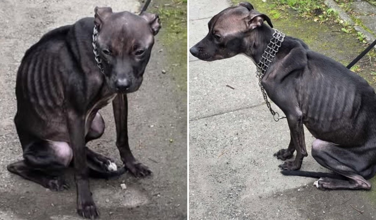 Przywiązała psa do płotu i zostawiła bez jedzenia. Znalazła wytłumaczenie