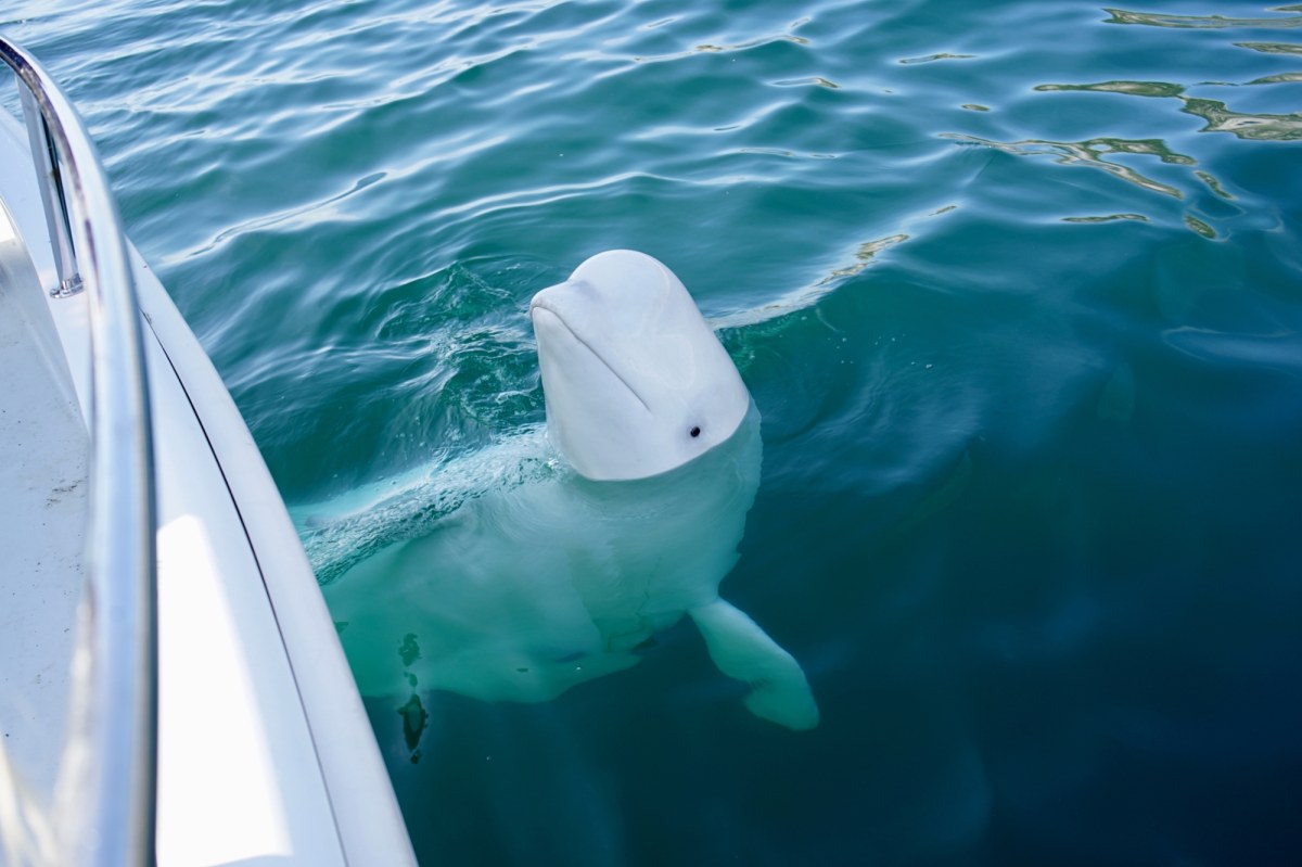 Kanadyjski park morski grozi eutanazją 30 białuch arktycznych