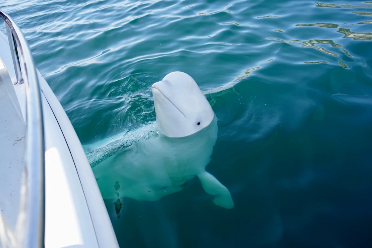 Kanadyjski morski park rozrywki Marineland grozi uśmierceniem 30 białuch arktycznych. Powód? Rząd zablokował sprzedaż tych morskich ssaków do Chin, a park znajduje się w krytycznej sytuacji finansowej.