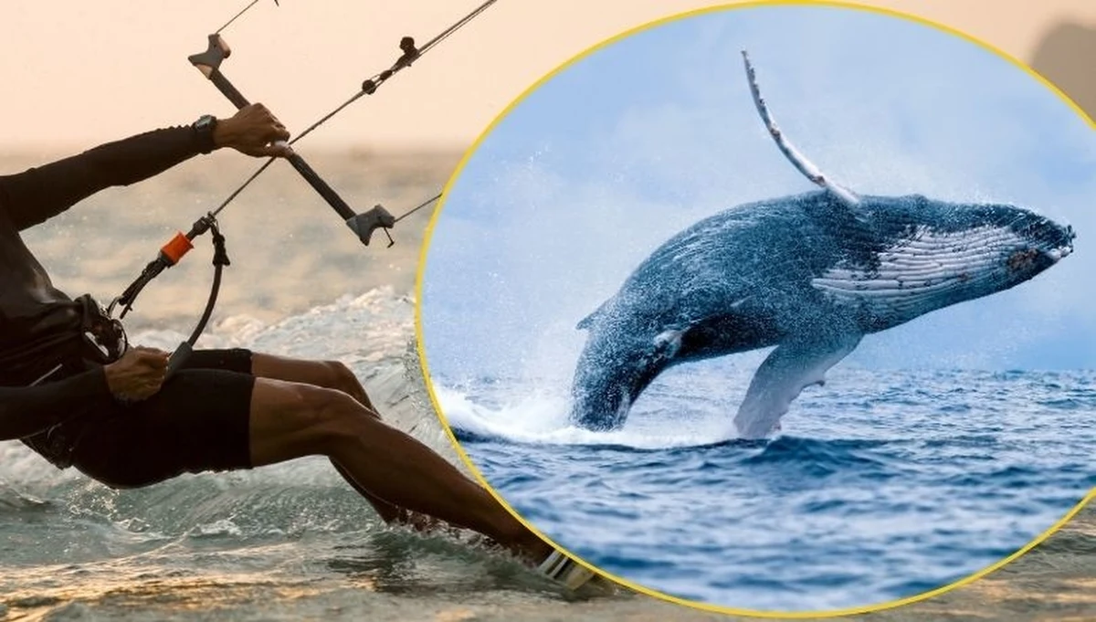 Graham Howes, znany kitesurfer z Kapsztadu, zginął na skutek uderzenia przez wieloryba podczas samotnej sesji - niecodzienne okoliczności śmierci mężczyzny ujawniła policja z RPA. Do tragedii na wodach zatoki Eden doszło cztery tygodnie temu.