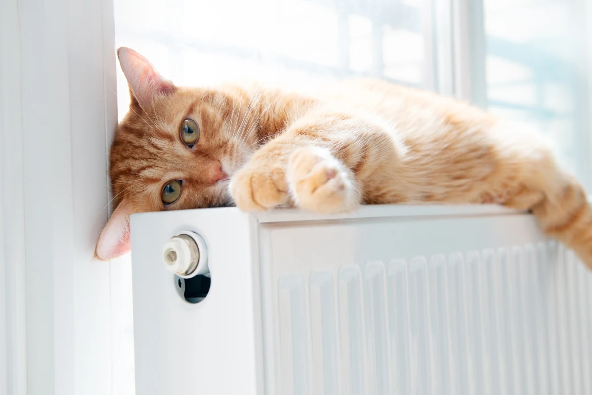 Zapowietrzone grzejniki to jeden z najczęstszych problemów, z jakimi mierzą się właściciele domów i mieszkań w sezonie grzewczym. Nierównomierne ogrzewanie, nieprzyjemne dźwięki czy wzrost kosztów eksploatacji to tylko niektóre skutki obecności powietrza w instalacji. Sprawdź, jak samodzielnie odpowietrzyć kaloryfer, jakie narzędzia będą potrzebne i ile czasu zajmuje ten zabieg.