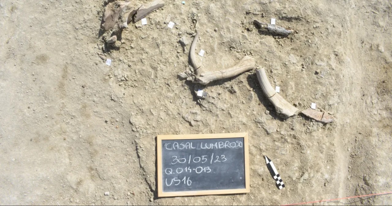 Rzymskie safari sprzed 400 tys. lat. Słonie nie miały szans