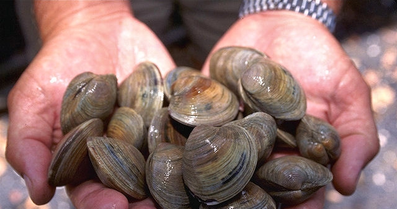 Naukowcy czytają z... małży. To nie jest dobra wróżba, chodzi o Atlantyk