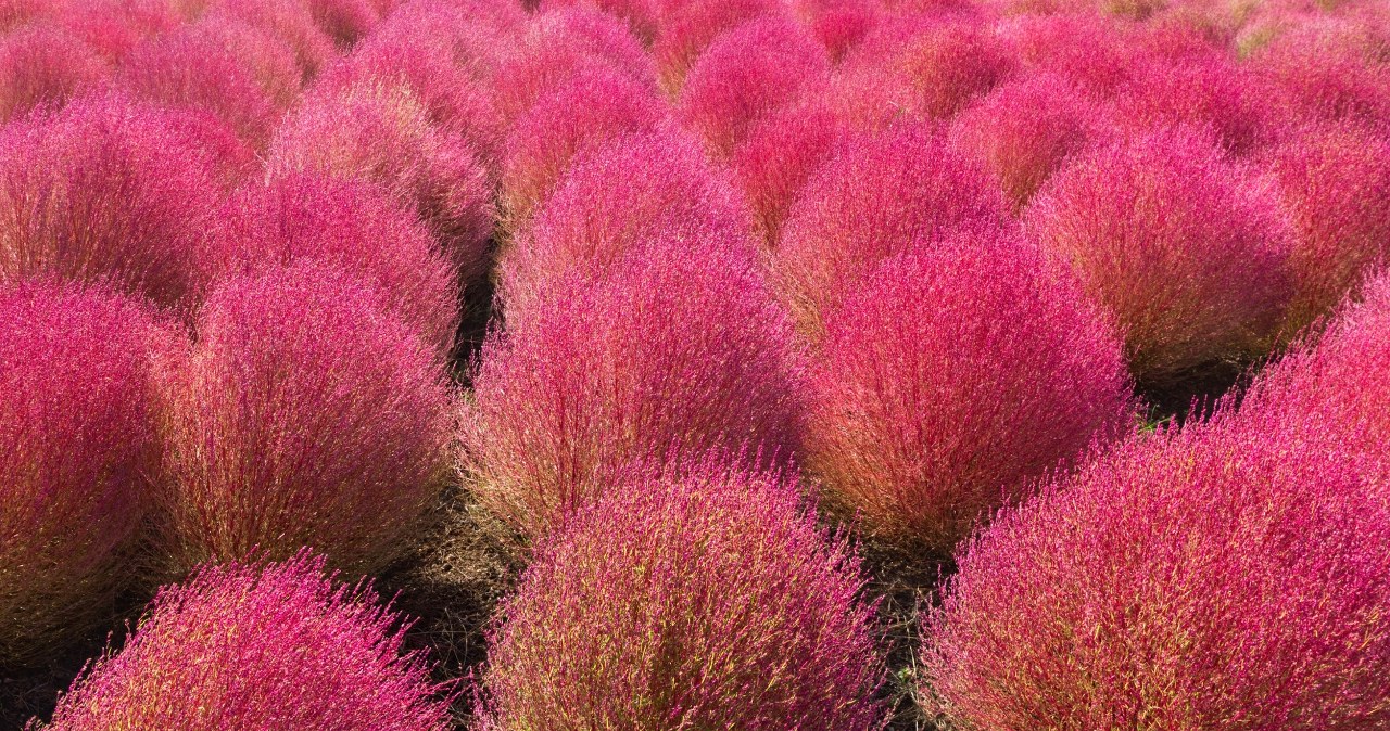 “Płonąca trawa” przyćmi wszystkie rośliny. Posadź zamiast wrzosów