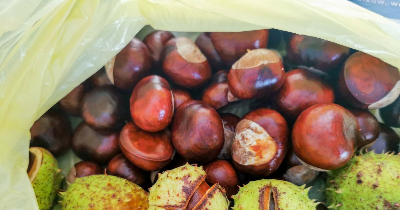 Skup kasztanów, żołędzi i grzybów. Ile można zarobić tej jesieni?