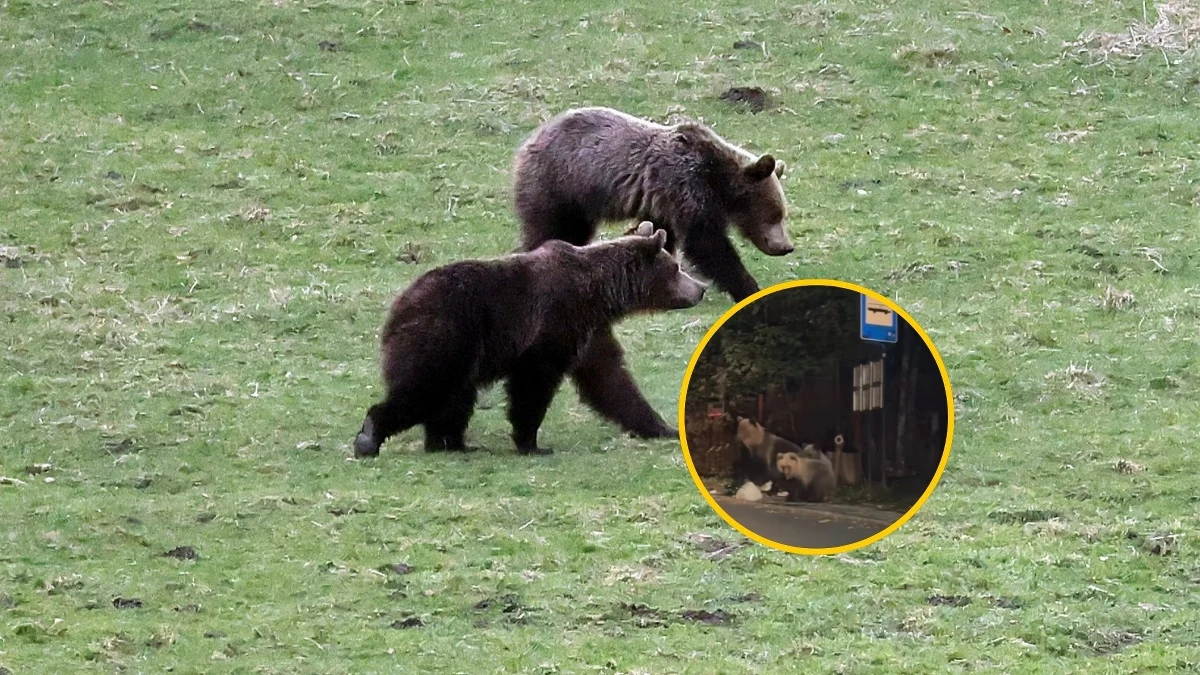 W sieci furorę robi nagranie, na którym trzy niedźwiedzie buszują w śmietniku przy przystanku autobusowym w Zakopanem. Zdarzenie wzbudziło wiele emocji wśród internautów, a część z nich apeluje o dokarmianie zwierząt. Specjaliści z Tatrzańskiego Parku Narodowego stanowczo odradzają takie działania, podkreślając, że może to przynieść więcej szkody niż pożytku.