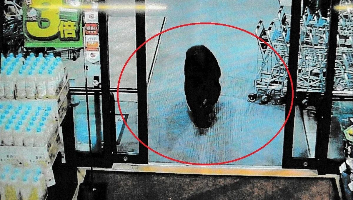 Sceny niczym z filmu grozy. Do jednego z supermarketów w mieście Numata niedaleko Tokio wtargnął niedźwiedź, raniąc dwóch klientów i wywołując panikę wśród kilkudziesięciu osób robiących zakupy. To kolejne z serii niebezpiecznych spotkań na linii człowiek-dzikie zwierzęta, które w tym roku doprowadziły do rekordowej liczby ofiar śmiertelnych w Japonii. Eksperci biją na alarm: zmiany klimatyczne i wyludnianie się obszarów wiejskich wypychają niedźwiedzie coraz bliżej ludzkich siedzib.