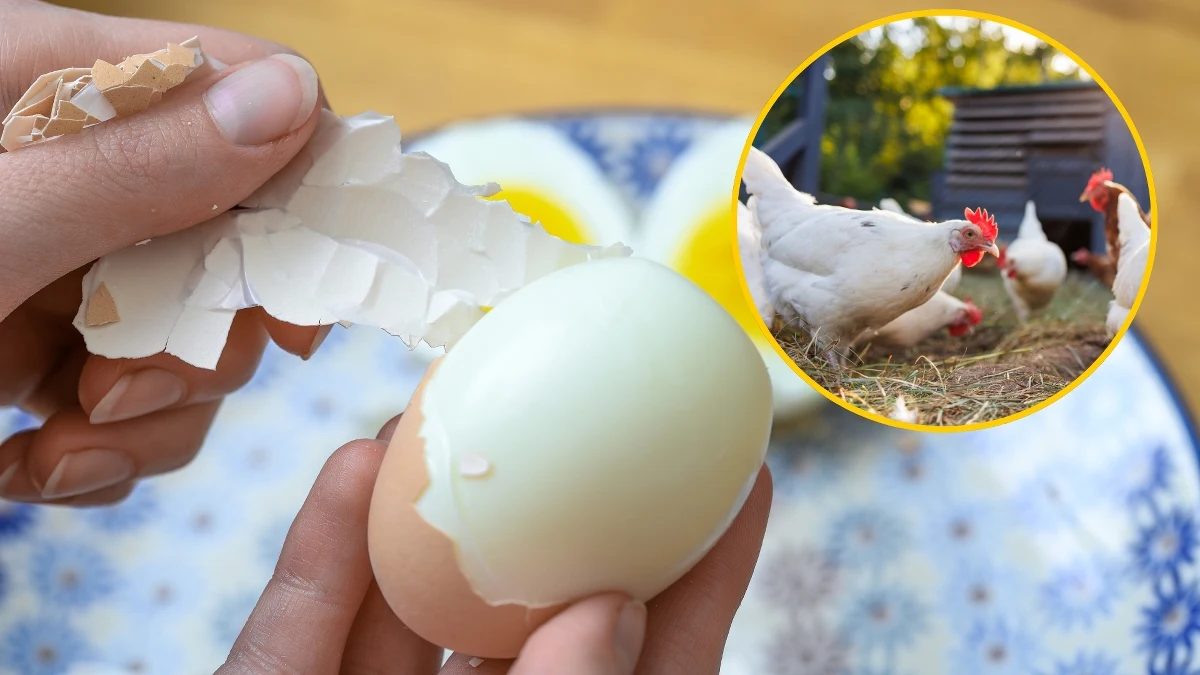 Polska umacnia swoją pozycję wśród czołowych eksporterów jaj w Unii Europejskiej. Od stycznia do lipca 2025 roku z kraju wyeksportowano jaja o wartości 335,8 mln euro, co plasuje Polskę tuż za Holandią. Mimo wyzwań związanych z branżą drobiarską polscy producenci utrzymują wysoką konkurencyjność na rynkach międzynarodowych, a coraz większy udział w rynku zdobywają jaja z alternatywnych metod hodowli.