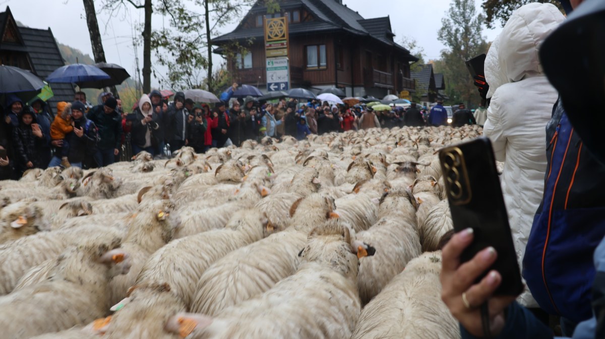 ​Na drogach pierwszeństwo mają owce! W Szczawnicy zaczyna się redyk