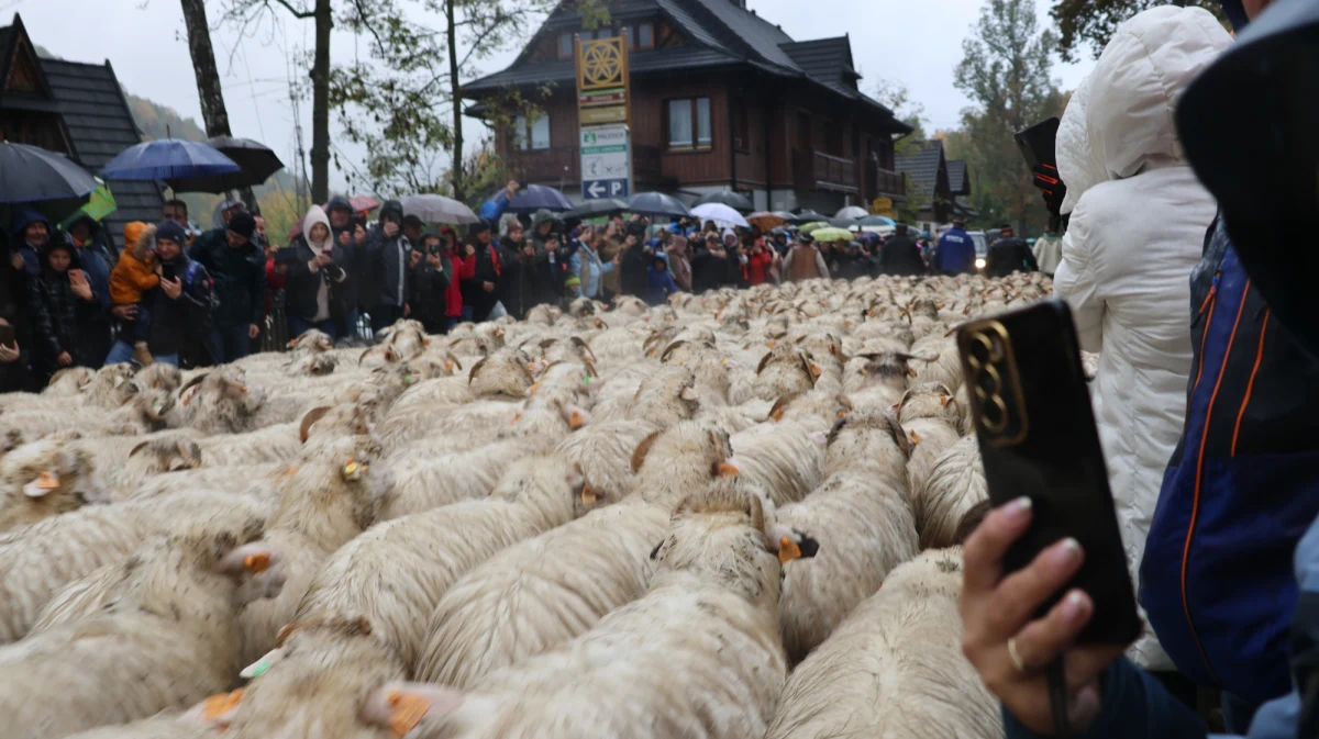“Szczawnica przez dwa dni żyć będzie meczeniem, beczeniem i dzwoneczkami. Zaczyna się jesienny redyk, czyli przepęd owiec z hal i pastwisk do gospodarstw, w których spędzą zimę. Stada owiec przejdą przez centrum uzdrowiska, a przyglądać się temu będą tysiące turystów" - relacjonuje reporter RMF FM Maciej Pałahicki. Szczawnicki redyk jest największym i najbardziej popularnym w całym kraju.