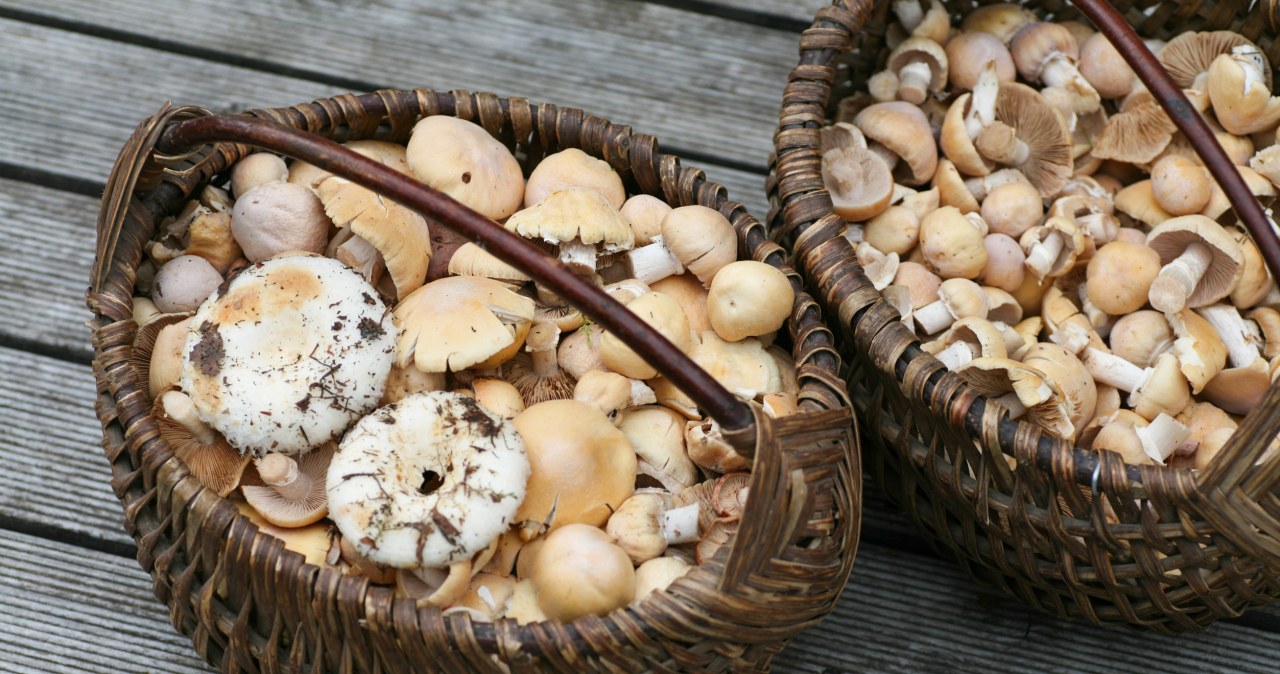 Grzybiarze zdradzają najlepsze miejsca. Oto gdzie warto się wybrać w weekend!