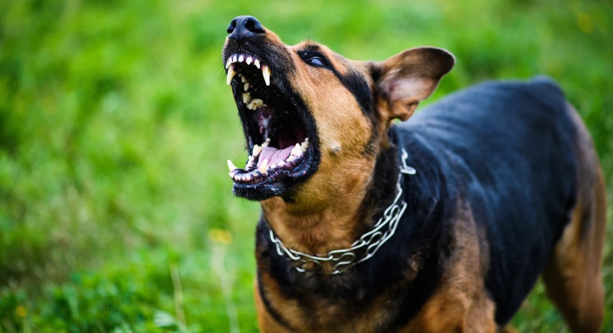 Nie żyje 86-letnia Amerykanka, zagryziona przez dwa psy w stanie Georgia. Śledczy - w związku ze śmiercią seniorki - zatrzymali 53-letnią kobietę.