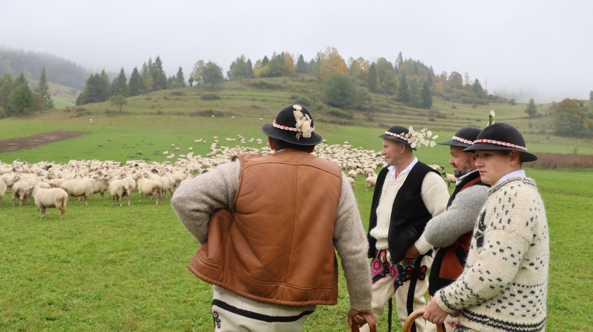 Redyk w Szczawnicy. Owce czekają, kapela gra, RMF FM na miejscu