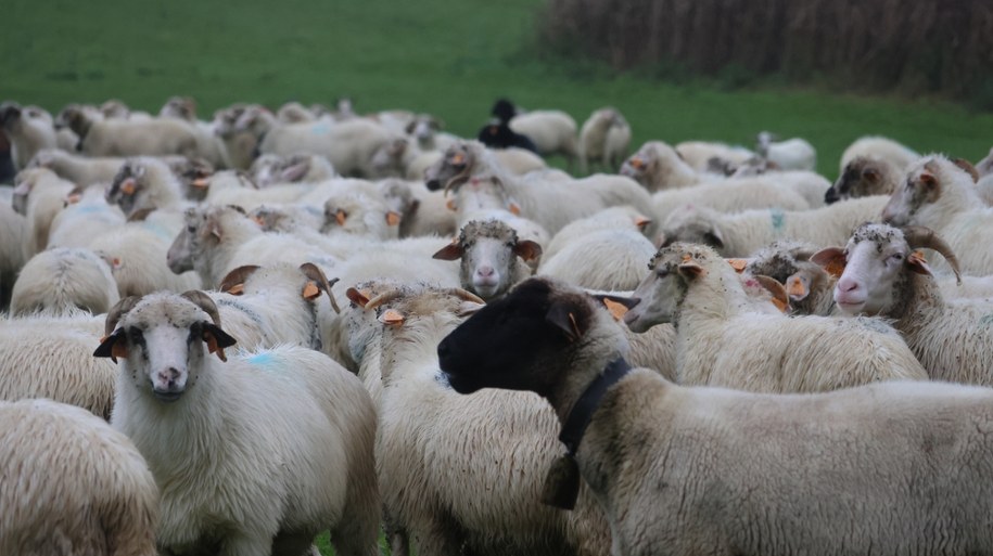 /Jacek Skóra /RMF FM