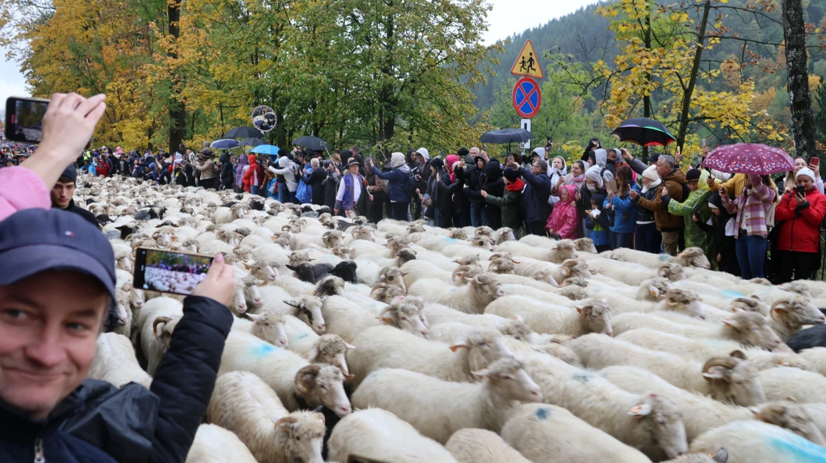Na Podhalu rozpoczęły się jesienne redyki, czyli tradycyjne spędy owiec z górskich hal kończące sezon pasterski. W Szczawnicy z okazji tego bacowskiego święta przez środek uzdrowiska przeszedł Jesienny Redyk: tysiące owiec z bacami, kapelą góralską i banderią konną. U wylotu Wąwozu Homole, skąd wyruszyło to wielkie stado, był reporter RMF FM Maciej Pałahicki.