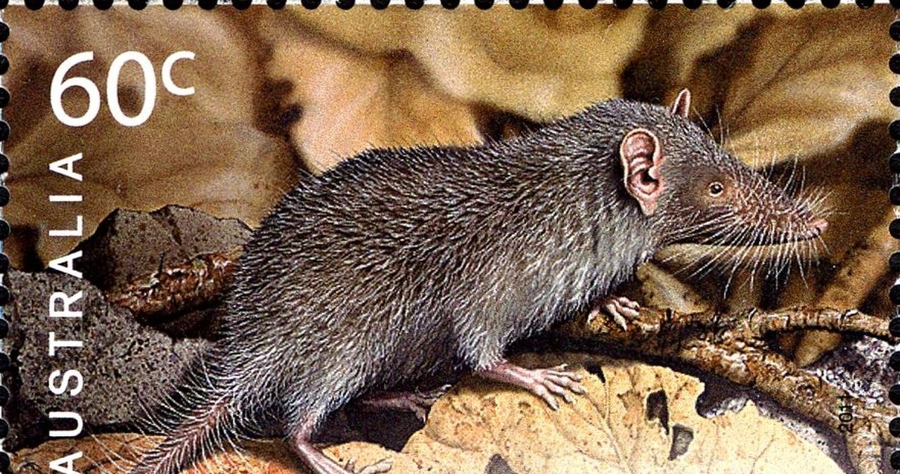 Zębiełek bożonarodzeniowy wymarł. Jest komunikat w tej sprawie