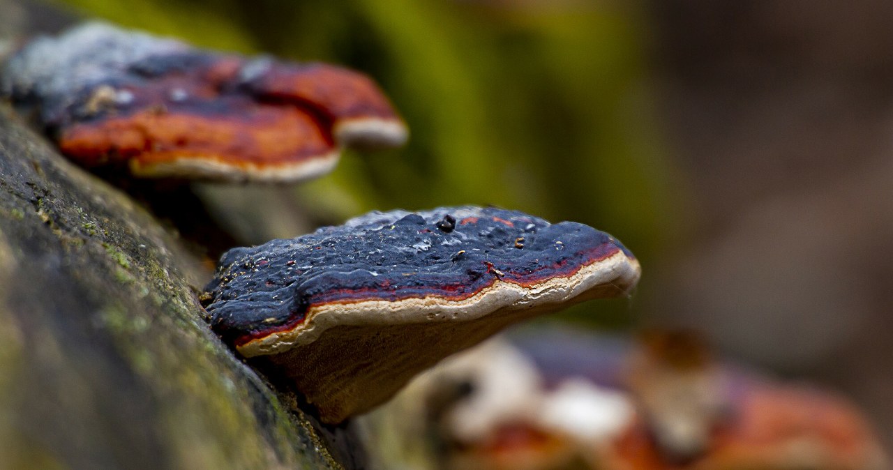 Na te grzyby nie zwracamy uwagi. Leśnicy mówią o ciekawych zastosowaniach