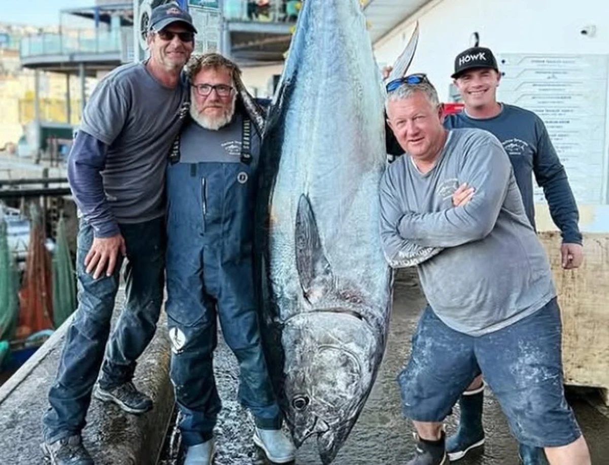 U wybrzeży brytyjskiego hrabstwa Devon doszło do niezwykłego połowu – rybacy z zespołu Pechos Grandes złowili tuńczyka błękitnopłetwego ważącego aż 210 kilogramów. Ryba została sprzedana na aukcji w Brixham za ponad 2 tysiące funtów, ustanawiając nowy rekord w regionie. O sprawie pisze BBC. 