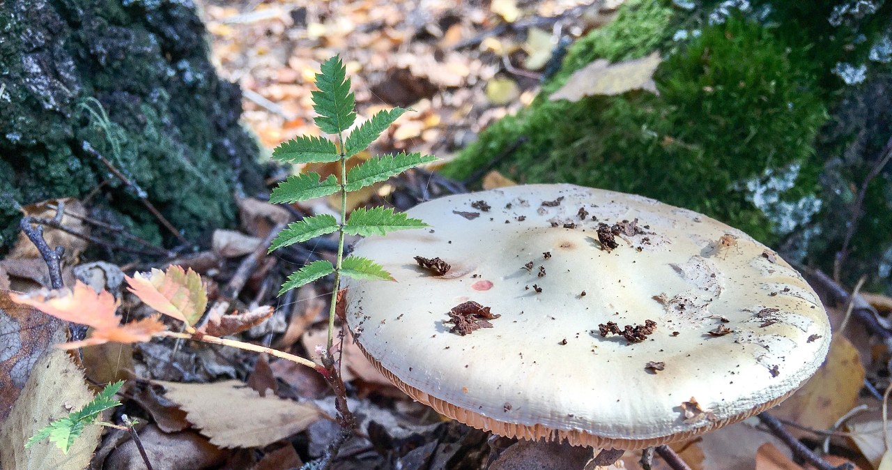 Ten grzyb jest smaczny, ale śmiertelnie niebezpieczny. Omijaj go szerokim łukiem