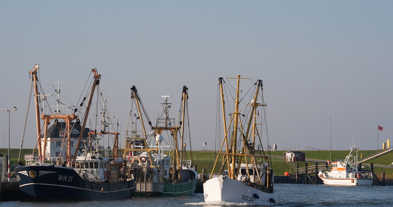 Niepokojące wyniki badań ryb z Bałtyku. "Normy przekroczone"