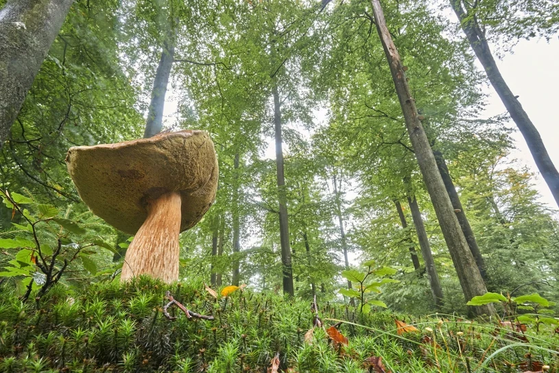 Co oznaczają taśmy i symbole malowane na drzewach w lesie?