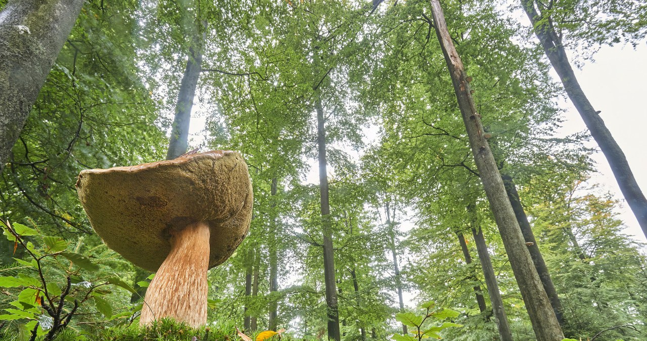 Nie omijaj ich w lesie. Te niepozorne grzyby kryją w sobie moc witamin
