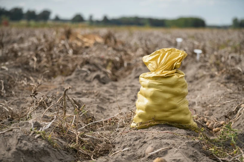 150 ton ziemniaków poszło na wysypisko. "Próbowałem oddać za darmo"