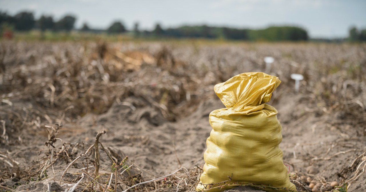 Zabrali właścicielowi 150 ton ziemniaków. Wszystko przez jedną plotkę