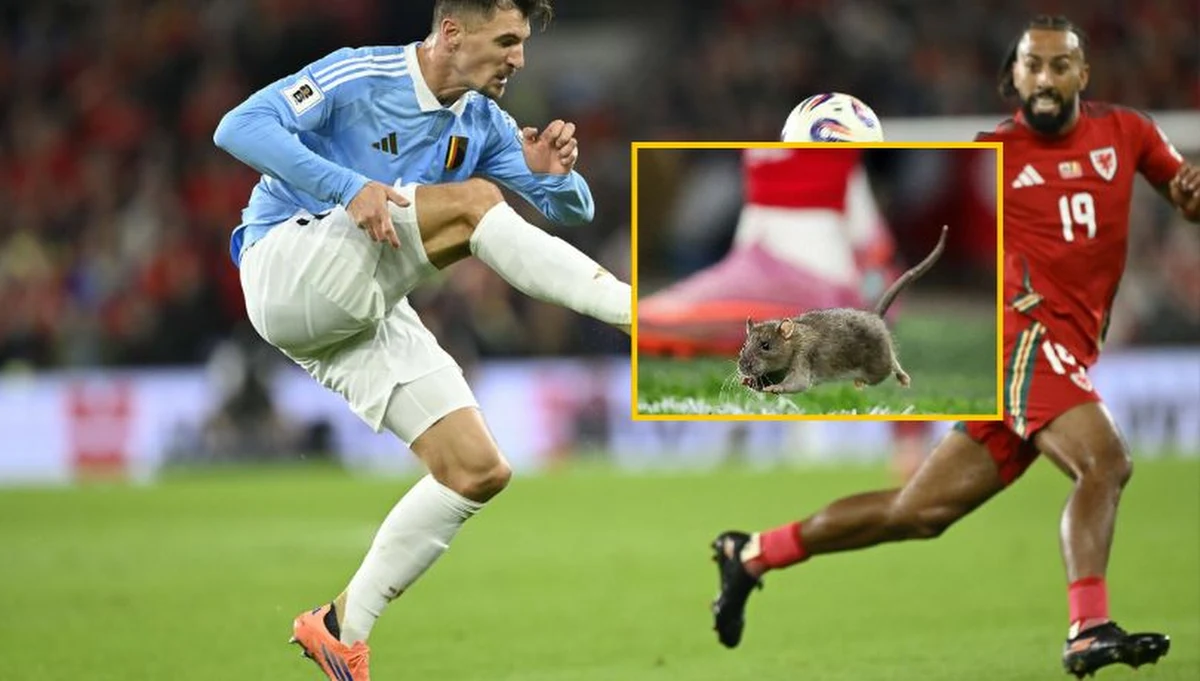 Niecodzienne sceny rozegrały się podczas poniedziałkowego meczu eliminacji piłkarskich mistrzostw świata w Cardiff. Spotkanie pomiędzy Walią a Belgią (2:4) zostało na moment przerwane przez... szczura, który wbiegł na murawę i wywołał niemałe zamieszanie wśród zawodników oraz kibiców. Zobacz nagranie. 