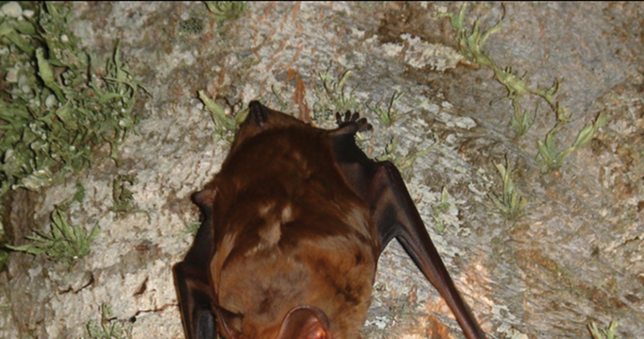 Największy europejski nietoperz to łowca. Pożera ptaki w powietrzu