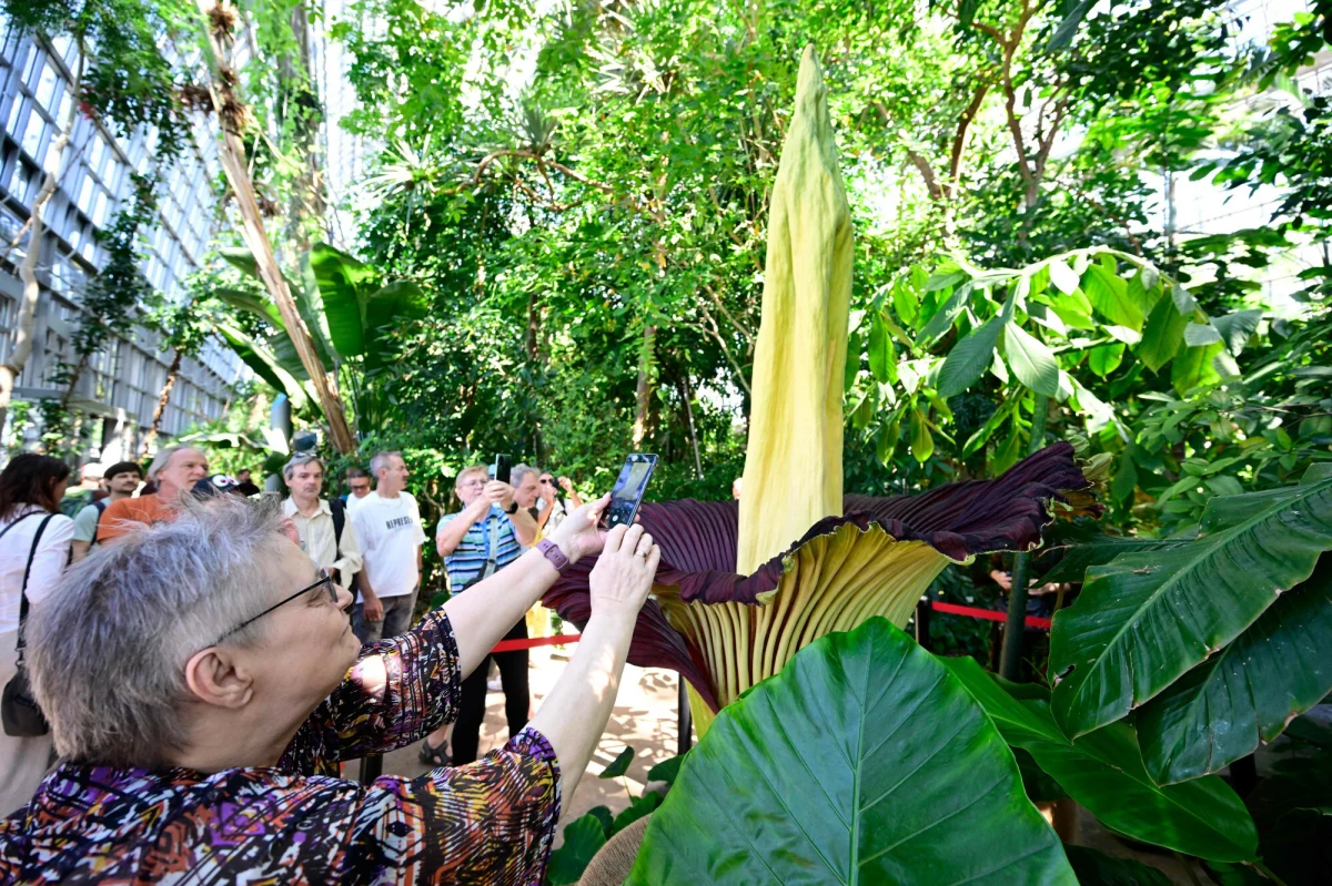 Gigantyczna, rzadko kwitnąca i... śmierdząca roślina stała się ofiarą przestępców. Tytanowiec "David" został skradziony z Ogrodu Botanicznego Rombergpark w Dortmundzie. 