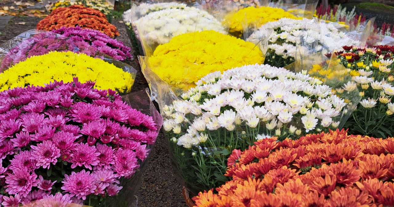 Poczekaj, zanim ruszysz ze szpadlem. Ogród rozpromieni się jesienią