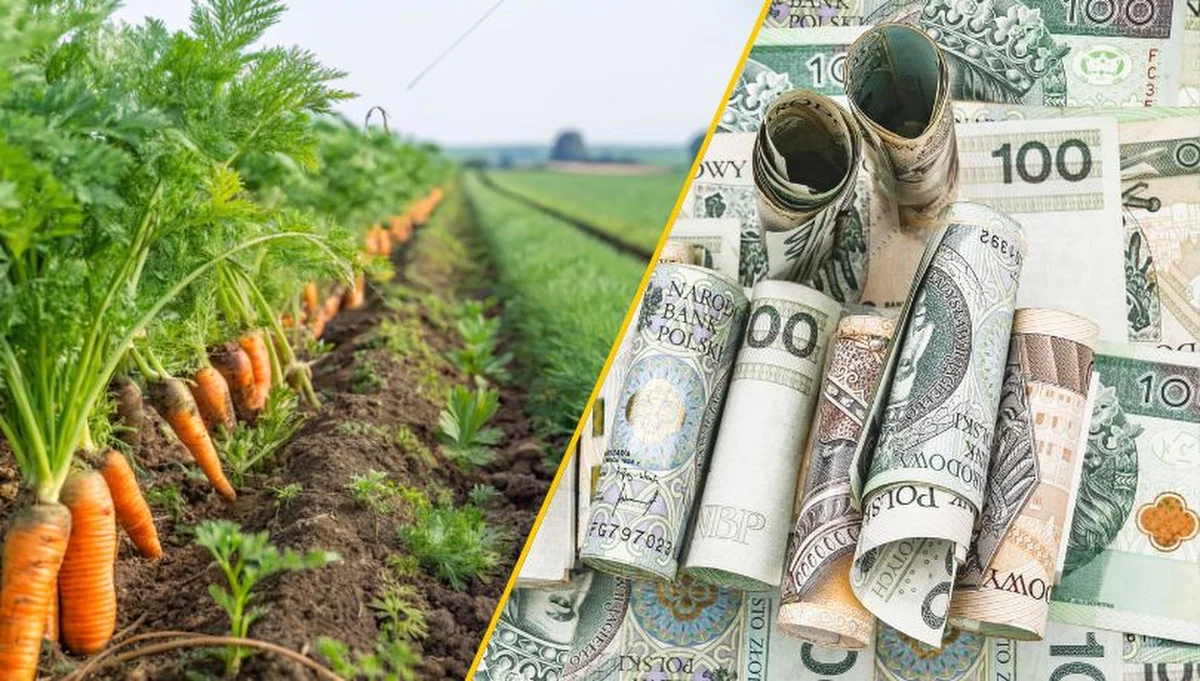 Rolnicy mają kolejną szansę na pozyskanie solidnego wsparcia finansowego. Agencja Restrukturyzacji i Modernizacji Rolnictwa przypomina, że do 28 listopada 2025 roku można składać wnioski o dofinansowanie na rozwój małych gospodarstw rolnych. To już trzeci nabór w ramach obecnej perspektywy finansowej, a do podziału jest blisko 515 milionów złotych z budżetu Planu Strategicznego dla Wspólnej Polityki Rolnej 2023-2027.