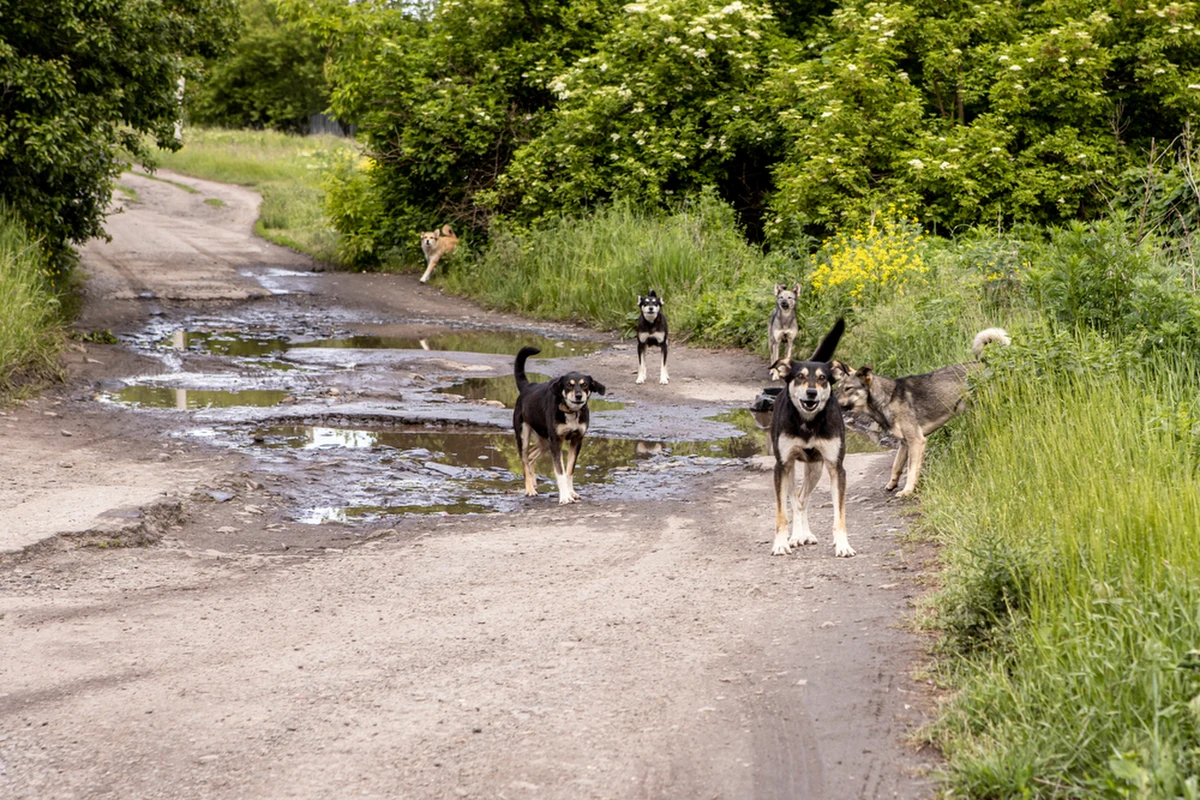 Do tragicznego zdarzenia doszło w niedzielę, 12 października, w zielonogórskiej dzielnicy Racula. Mężczyzna, który wybrał się do lasu na grzyby, został zaatakowany przez trzy psy. Ofiara doznała poważnych obrażeń i nie udało się jej uratować. Właścicielem psów jest były policjant.