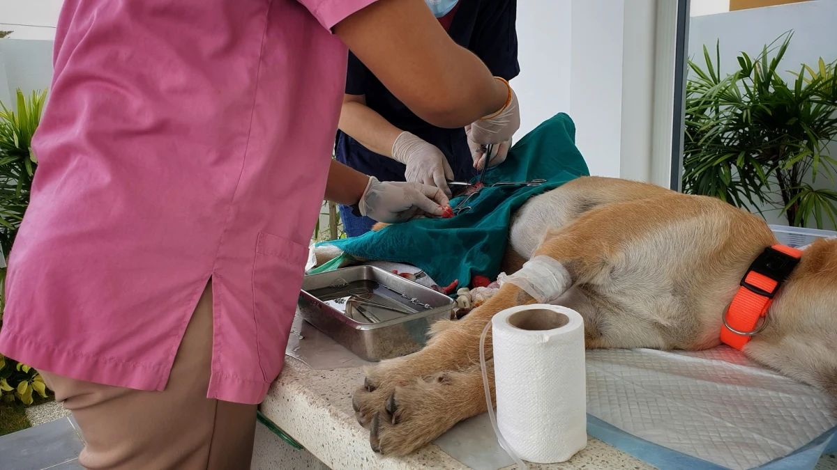 Jest postępowanie dyscyplinarne w sprawie lekarza weterynarii, który podczas zajęć praktycznych w szkole w Myszkowie (Śląskie) w ramach zajęć praktycznych przeprowadzał zabiegi kastracji i sterylizacji zwierząt należących do uczniów. Sprawę bada Rzecznik Odpowiedzialności Zawodowej (ROZ).