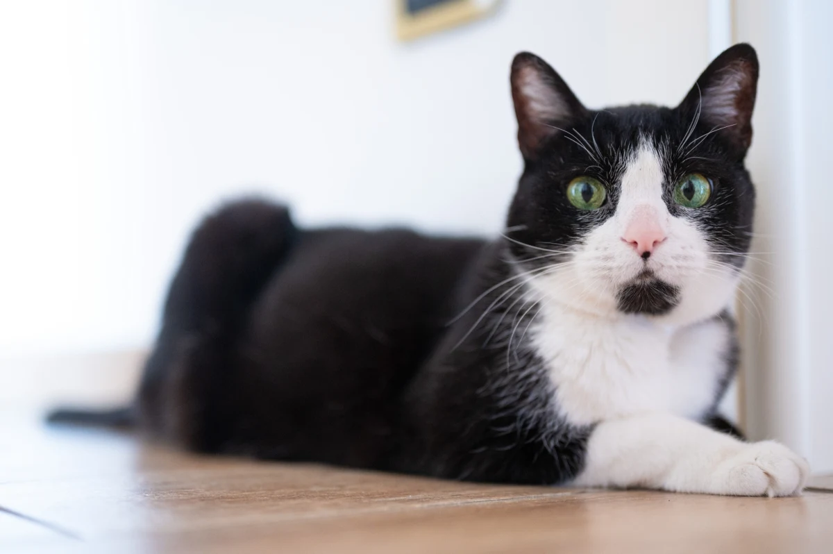 Znany wszystkim pracownikom Prokuratury Regionalnej w Łodzi kot Krzyś dostał zakaz przebywania w budynku przy ul. Lipowej. Decyzja zapadła po incydencie, w którym zwierzę podrapało jedną z prokuratorek. Pracownicy obawiają się o przyszłość czworonoga i szukają dla niego nowego dom. 