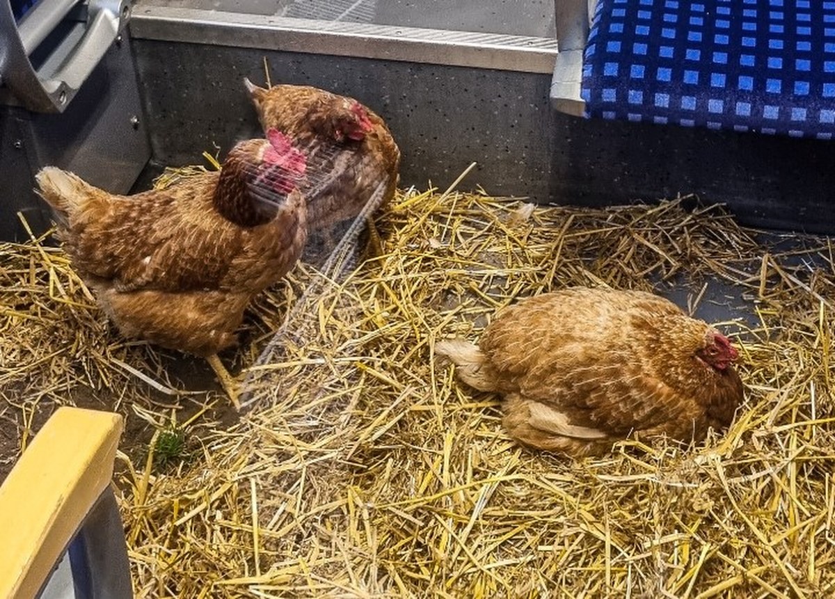 Kury w pierwszej klasie! Internet się śmieje, żartownisie poszukiwani