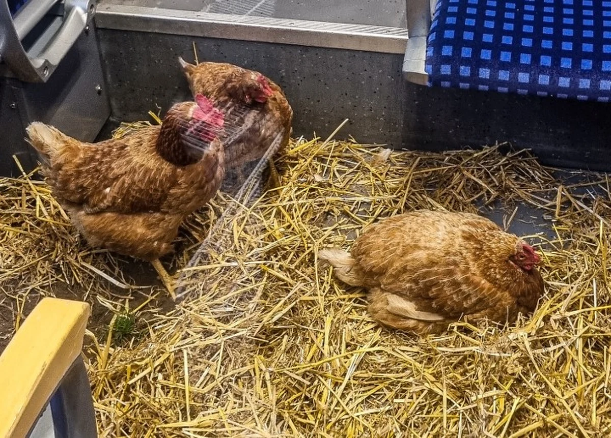 Trzy kury w pierwszej klasie pociągu S-Bahn, słoma na podłodze – taki widok zaskoczył pasażerów i pracowników niemieckich kolei Deutsche Bahn na trasie Essen–Kolonia. Ptaki stały się bohaterkami internetu, ale dla dojeżdżających nie był to powód do śmiechu. Policja prowadzi dochodzenie, a historia kur z pociągu już przeszła do legendy lokalnego transportu.