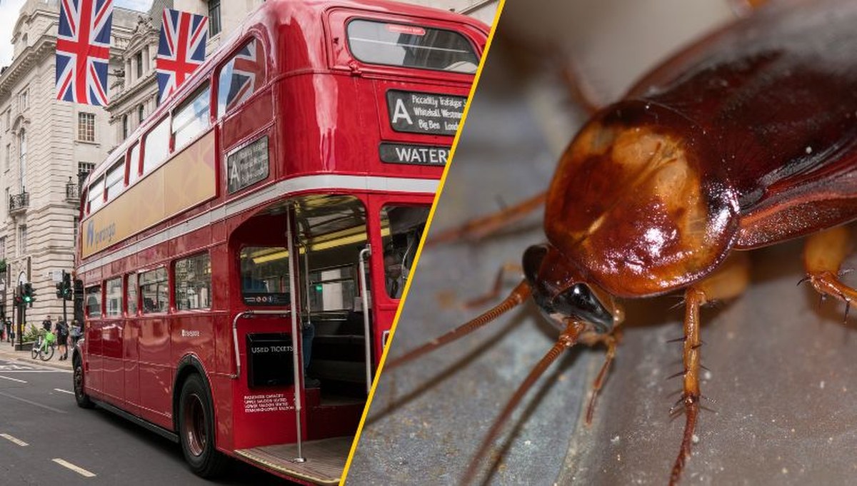 Karaluchy w londyńskich autobusach! Kierowcy grożą protestem