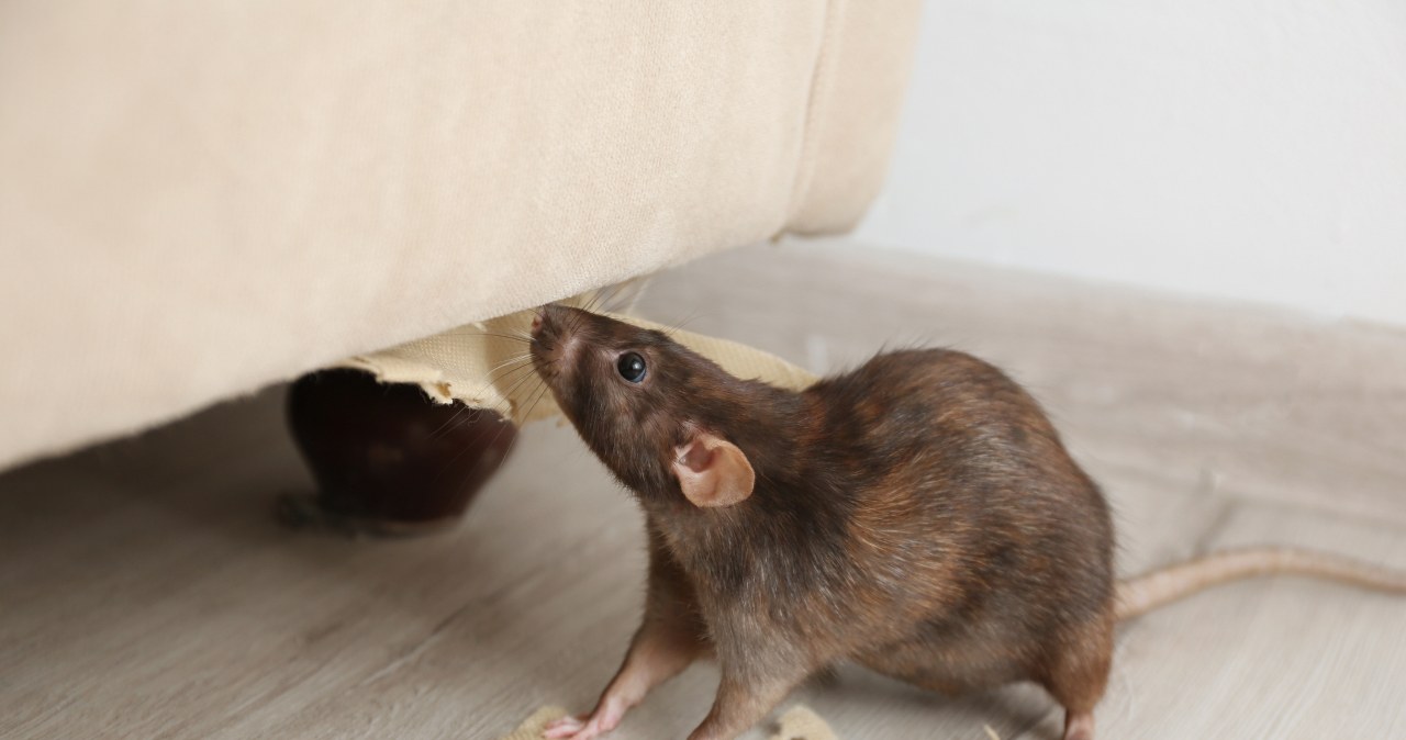 Tłusta plama na ścianie to niepokojący sygnał. Problem może być poważny