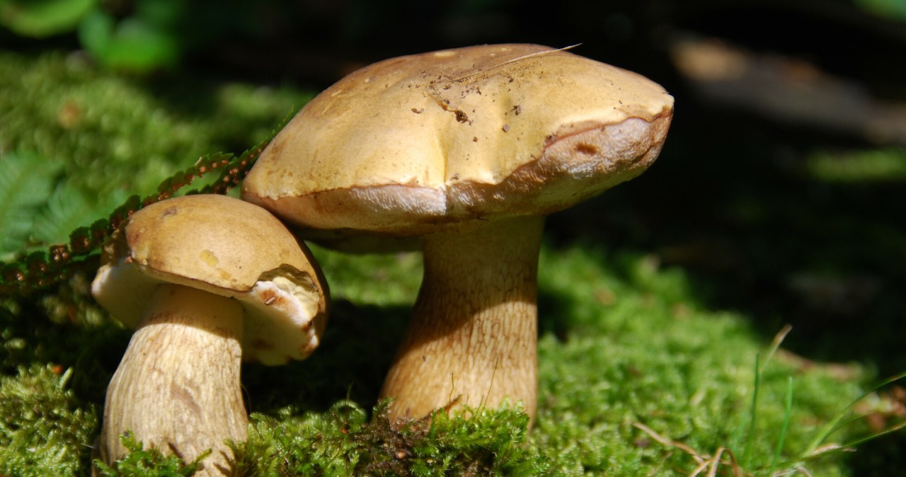 Do złudzenia przypomina borowika, ale jest trujący. Uważaj na grzybobraniu